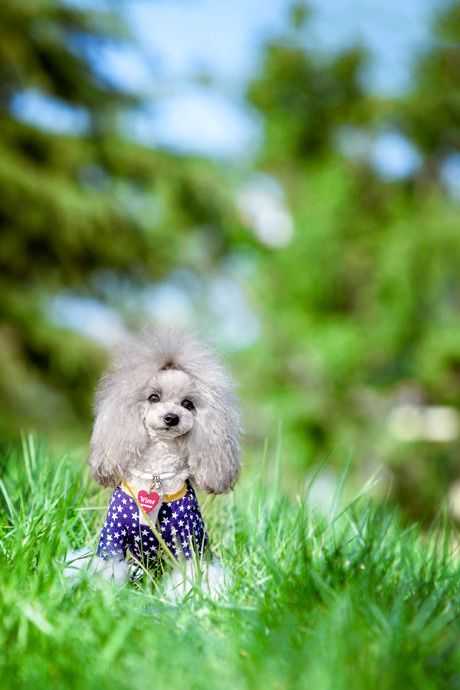 福州宠物贵宾犬摄影