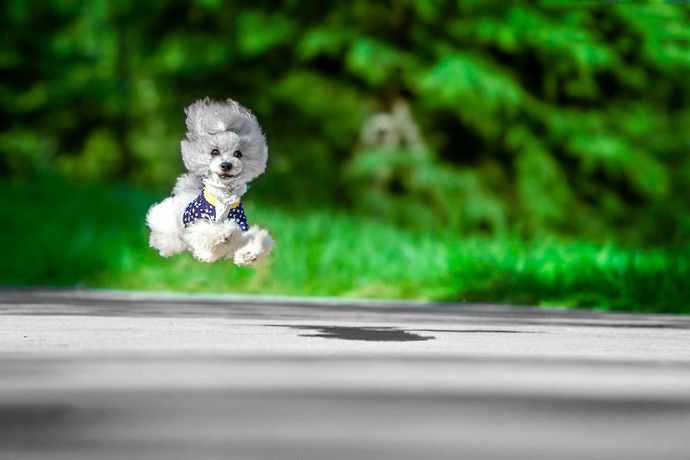 福州宠物贵宾犬摄影