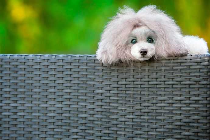 福州宠物贵宾犬摄影