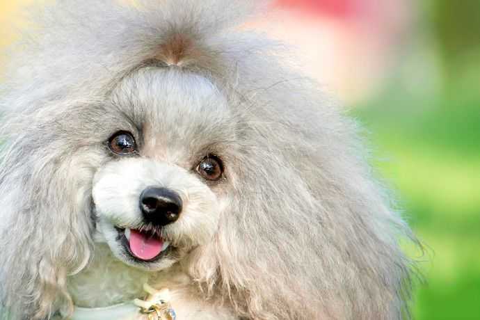 福州宠物贵宾犬摄影