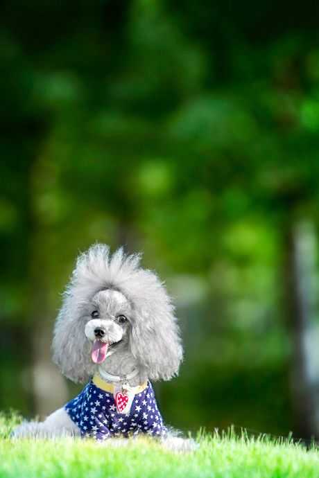 福州宠物贵宾犬摄影