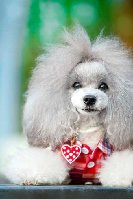 福州宠物贵宾犬摄影