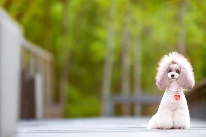 福州宠物贵宾犬摄影