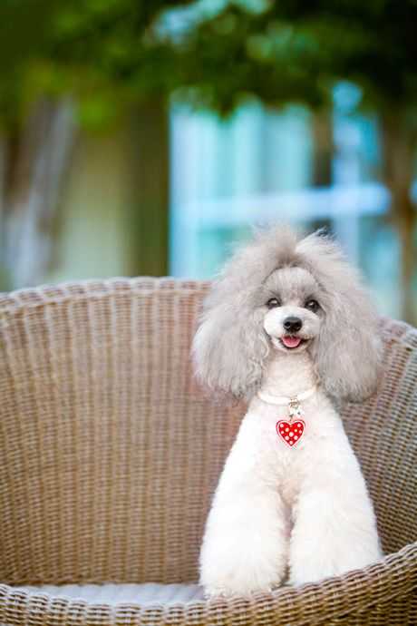 福州宠物贵宾犬摄影