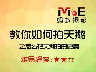 教你如何拍天鹅之怎么把天鹅拍的更美