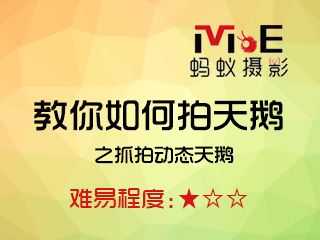 教你如何拍天鹅之抓拍动态天鹅