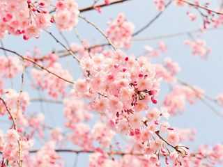 春天拍花摄影技巧全攻略