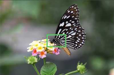 教你如何用普通相机拍摄微距_摄影技巧_摄影