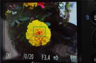 教你如何用普通相机拍摄微距_摄影技巧_摄影